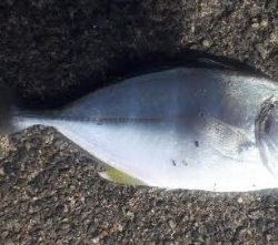 早朝釣り!!気分は最高!!!!