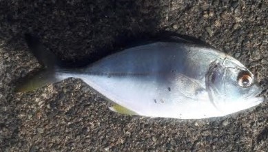 早朝釣り!!気分は最高!!!!