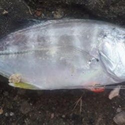 早朝釣り!!気分は最高!!!!