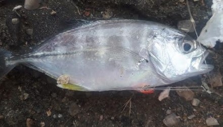 早朝釣り!!気分は最高!!!!