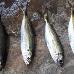 カンパチ！！！！！！！潮が低いからダメかと思いましたが全然イケました☆