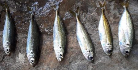 カンパチ！！！！！！！潮が低いからダメかと思いましたが全然イケました☆