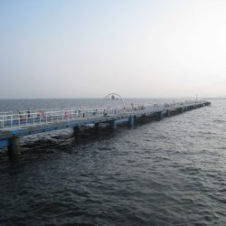 オリジナルメーカー海づり公園(市原市海づり施設) 釣果