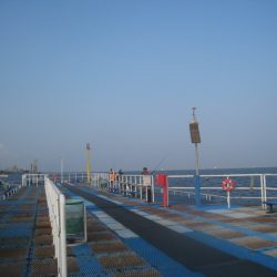 オリジナルメーカー海づり公園(市原市海づり施設) 釣果