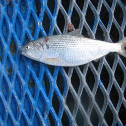 オリジナルメーカー海づり公園(市原市海づり施設) 釣果