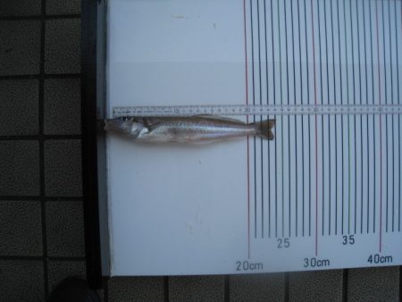 オリジナルメーカー海づり公園(市原市海づり施設) 釣果