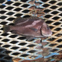 オリジナルメーカー海づり公園(市原市海づり施設) 釣果