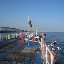 オリジナルメーカー海づり公園(市原市海づり施設) 釣果