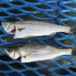 オリジナルメーカー海づり公園(市原市海づり施設) 釣果