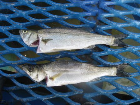 オリジナルメーカー海づり公園(市原市海づり施設) 釣果