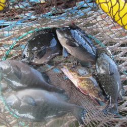 オリジナルメーカー海づり公園(市原市海づり施設) 釣果