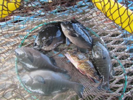 オリジナルメーカー海づり公園(市原市海づり施設) 釣果