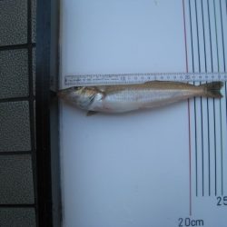 オリジナルメーカー海づり公園(市原市海づり施設) 釣果