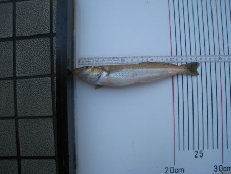 オリジナルメーカー海づり公園(市原市海づり施設) 釣果