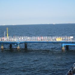 オリジナルメーカー海づり公園(市原市海づり施設) 釣果