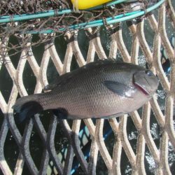 オリジナルメーカー海づり公園(市原市海づり施設) 釣果