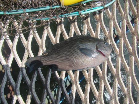 オリジナルメーカー海づり公園(市原市海づり施設) 釣果