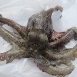 オリジナルメーカー海づり公園(市原市海づり施設) 釣果