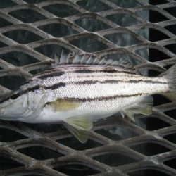 オリジナルメーカー海づり公園(市原市海づり施設) 釣果