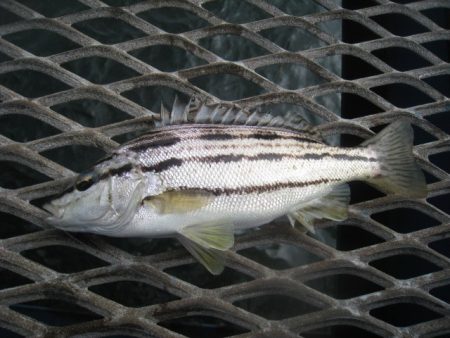 オリジナルメーカー海づり公園(市原市海づり施設) 釣果