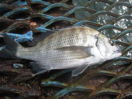 オリジナルメーカー海づり公園(市原市海づり…