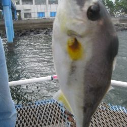 オリジナルメーカー海づり公園(市原市海づり施設) 釣果