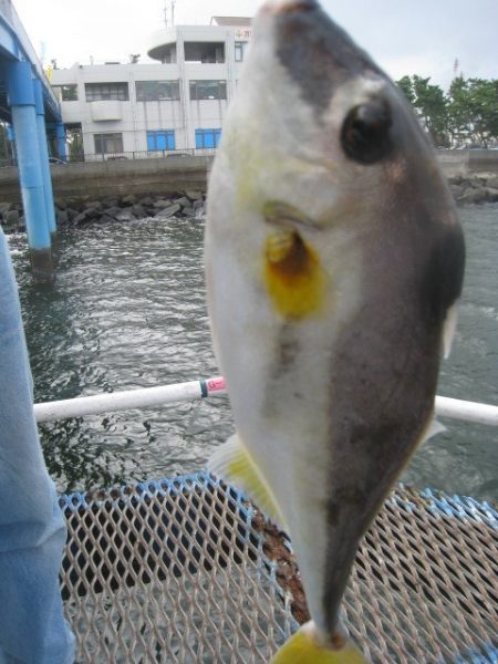 オリジナルメーカー海づり公園(市原市海づり施設) 釣果