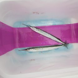 オリジナルメーカー海づり公園(市原市海づり施設) 釣果