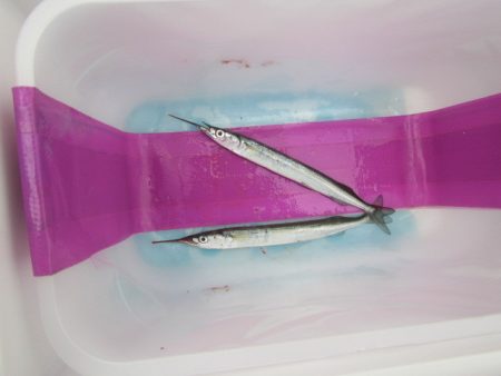 オリジナルメーカー海づり公園(市原市海づり施設) 釣果