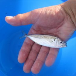 オリジナルメーカー海づり公園(市原市海づり施設) 釣果