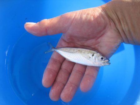 オリジナルメーカー海づり公園(市原市海づり施設) 釣果