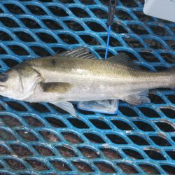 オリジナルメーカー海づり公園(市原市海づり施設) 釣果