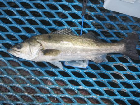 オリジナルメーカー海づり公園(市原市海づり施設) 釣果