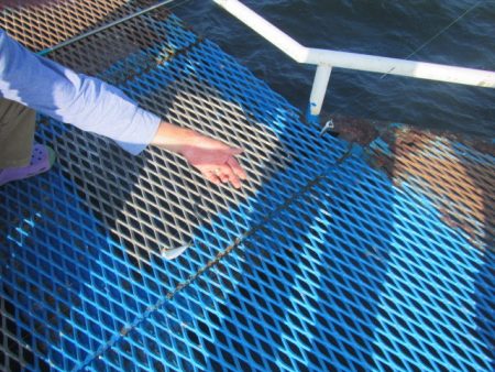 オリジナルメーカー海づり公園(市原市海づり施設) 釣果