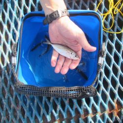 オリジナルメーカー海づり公園(市原市海づり施設) 釣果