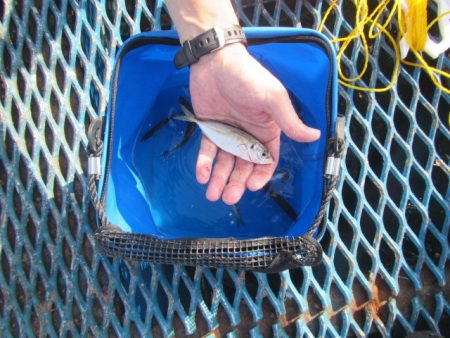 オリジナルメーカー海づり公園(市原市海づり施設) 釣果