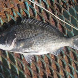 オリジナルメーカー海づり公園(市原市海づり施設) 釣果