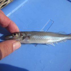 オリジナルメーカー海づり公園(市原市海づり施設) 釣果