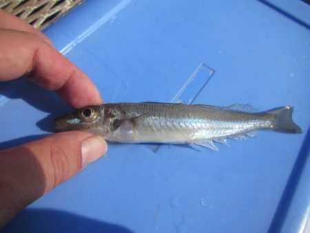 オリジナルメーカー海づり公園(市原市海づり施設) 釣果