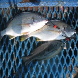 オリジナルメーカー海づり公園(市原市海づり施設) 釣果