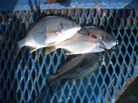 オリジナルメーカー海づり公園(市原市海づり…
