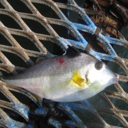 オリジナルメーカー海づり公園(市原市海づり施設) 釣果