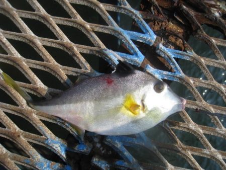 オリジナルメーカー海づり公園(市原市海づり施設) 釣果