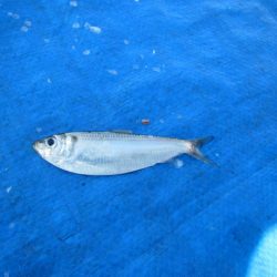 オリジナルメーカー海づり公園(市原市海づり施設) 釣果