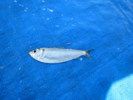 オリジナルメーカー海づり公園(市原市海づり施設) 釣果