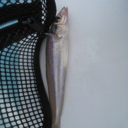 オリジナルメーカー海づり公園(市原市海づり施設) 釣果