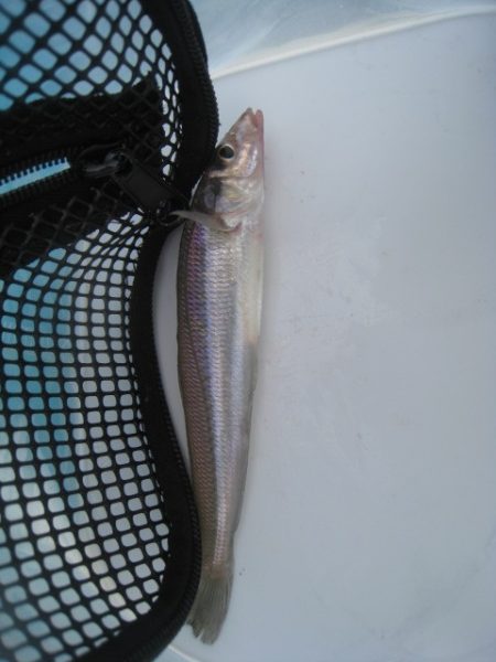 オリジナルメーカー海づり公園(市原市海づり施設) 釣果