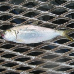 オリジナルメーカー海づり公園(市原市海づり施設) 釣果