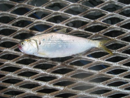 オリジナルメーカー海づり公園(市原市海づり施設) 釣果