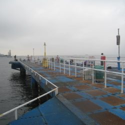 オリジナルメーカー海づり公園(市原市海づり施設) 釣果